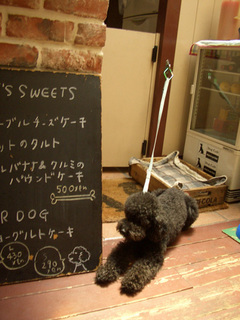 DOGCAFE02.jpg